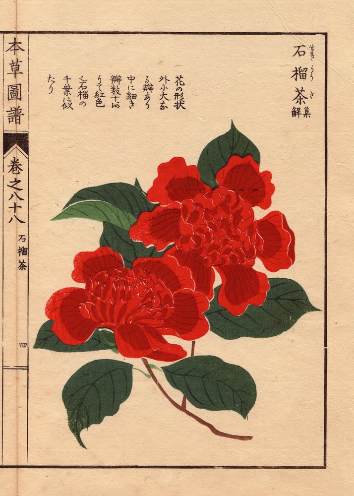 日本江户植物手机壁纸包 (Edo Botanical Phone Wallpapers)