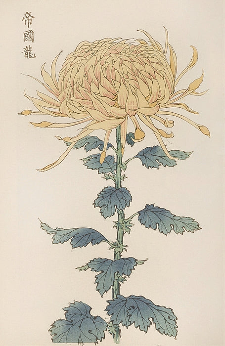 日本江户植物手机壁纸包 (Edo Botanical Phone Wallpapers)