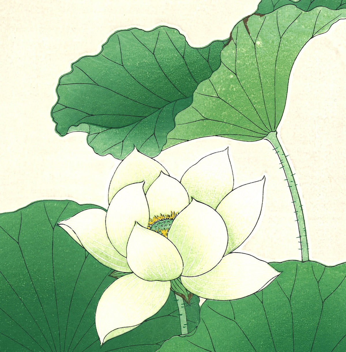 日本江户植物数字填色书PDF (Edo Botanical Coloring Book PDF)