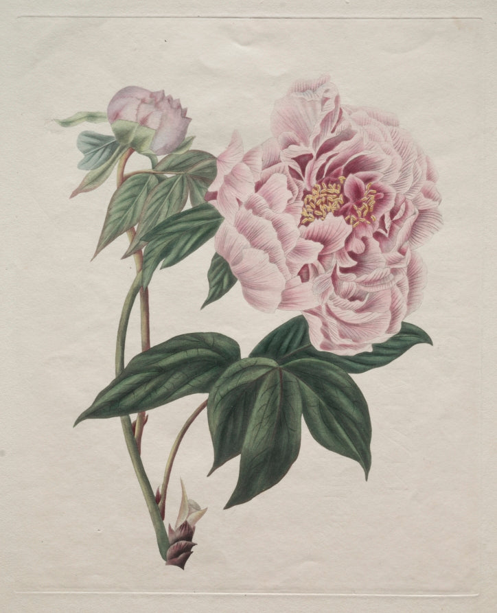 江户植物图鉴数字版 (Edo Botanical Encyclopedia Digital)